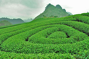 Tour du lịch Mộc Châu 2 ngày 1 đêm