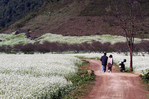 Tour du lịch Mù Cang Chải – Sapa – Điện Biên – Mộc Châu – Mai Châu 5 ngày 4 đêm